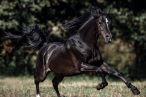 Arabisches Pferd vom Galopp - Alexandra Evang Photographie