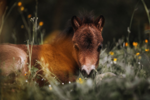 Fotoshooting mit Minishetty Fohlen (Pferd) - Alexandra Evang Photographie